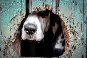 animals-2607753_640