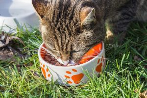cat-1136365_640