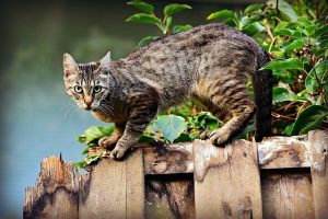 cat-3846780_640