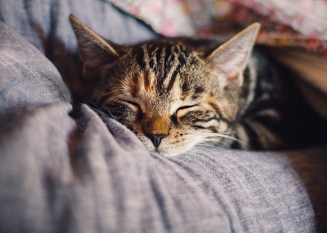 mačka-spava