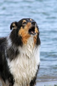 collie-370023_640