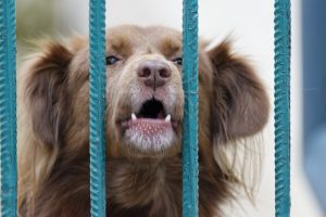 dog-5941817_640