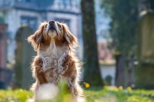 dog-6082017_640