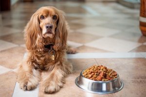 english-cocker-spaniel-5937760_640