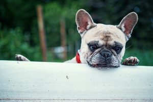 french-bulldog-1482614_640