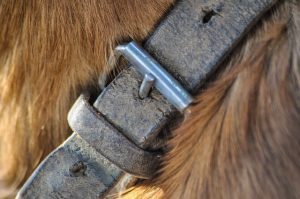 fur-4470077_640