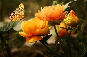 garden-19830_640