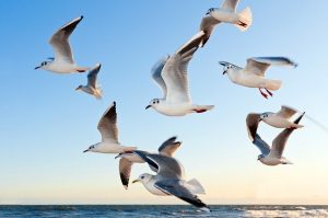 gulls-370012_640