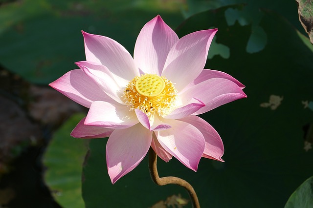 lotosov-cvet