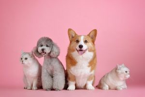 pets-3715733_640