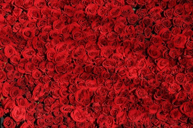 poklon ruže-romantika