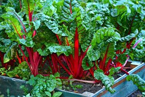 swiss-chard-3641280_640