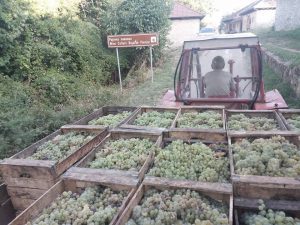 Zaboravljene lepote istočne Srbije: Rajačke pivnice vode nas u neko drugo vreme