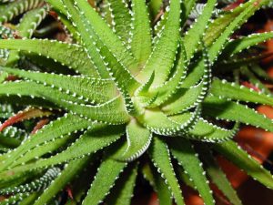 aloe-vera-1045_640