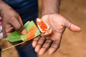 annatto-food-coloring-farm-worker-zanzibar-spice-plantation-presenting-freshly-harvested-seed-guided-spice-tour-65382669
