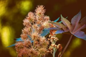 castor-oil-plant-3569075_640