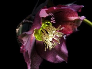 christmas-rose-4069537_640