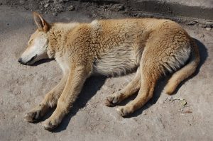 dog-1168123_640