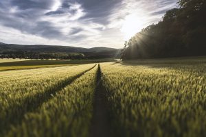 field-918534_1280-1