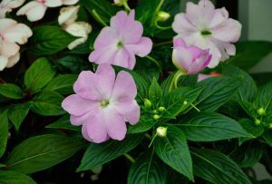 flowers-2674807_640
