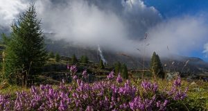 forest-2631881_1280