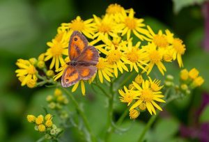 gatekeeper-butterfly-5440857_640