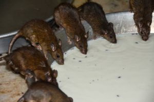 Rats drinking milk in the temple of rats in india