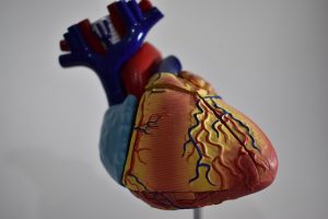 heart-5518510_640
