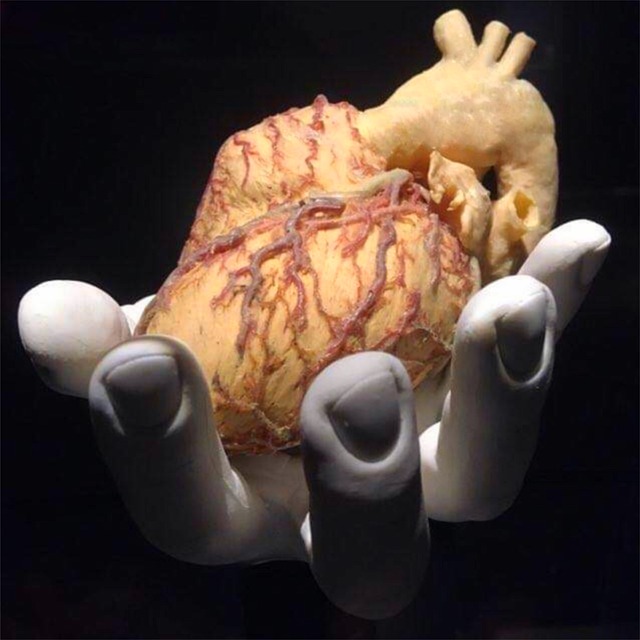 srce-organ