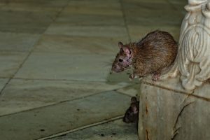 karni-mata-temple-3220609_1280