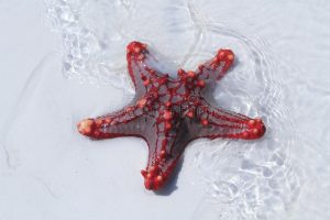 red-star-fish-shallow-water-zanzibar-island-lot-star-fish-being-picked-some-tourist-visiting-184729100
