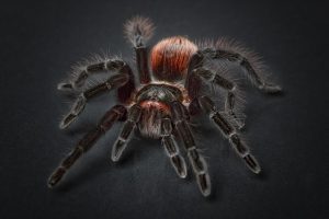 spider-1772769_640
