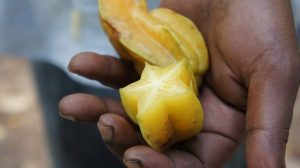 starfruit-230206__340