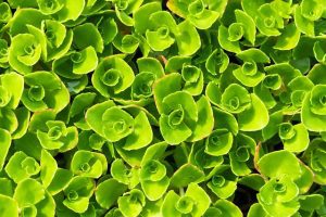 stonecrop-4231086_640