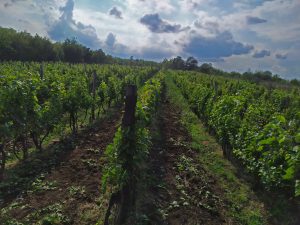vinogra1