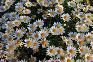 white-flowers-3544743_960_720