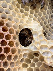 wild-honey-bee-5156801_640