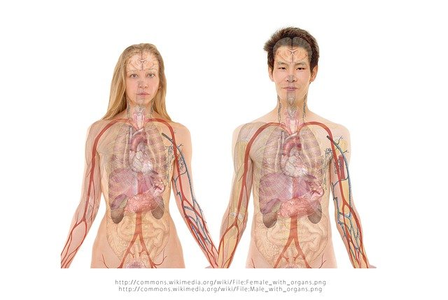 anatomija-ljudi