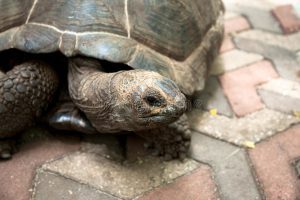 zanzibar-prison-island-large-turtles-living-89153404