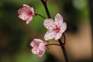 zierpflaume-6144845_1280