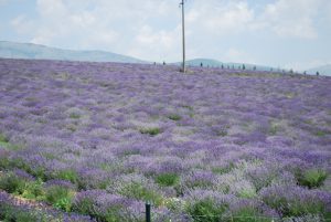 NA SKRIVENO TE VODIM MESTO: 7 zanimljivih mesta u Srbiji za koje se manje zna