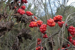 berries-87815_640
