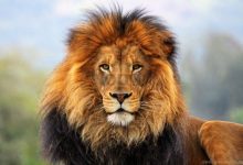 kako lavovi formiraju grivu i zašto je neki imaju, a neki ne?