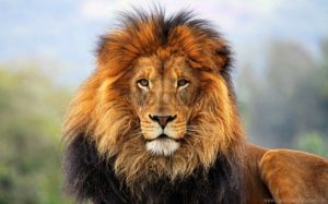 big-cat-carnivore-eyes-king-of-beasts-lion-mane-waiting-wallpaper-11555203722rgldv5m9dd