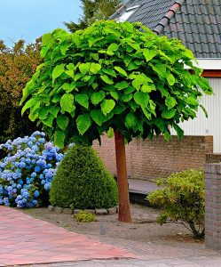 catalpa-drvo
