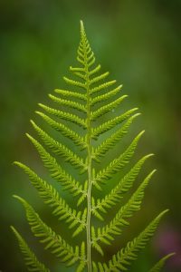 fern-967633_640