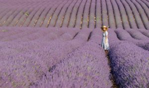 Lavanda ~ šta sve može moćna ,,kraljica Mediterana”?