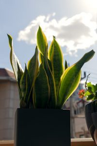 house-plant-4053373_640