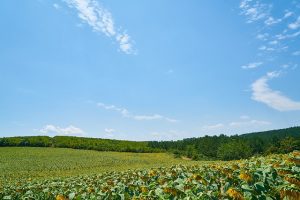 landscape-3624957_640
