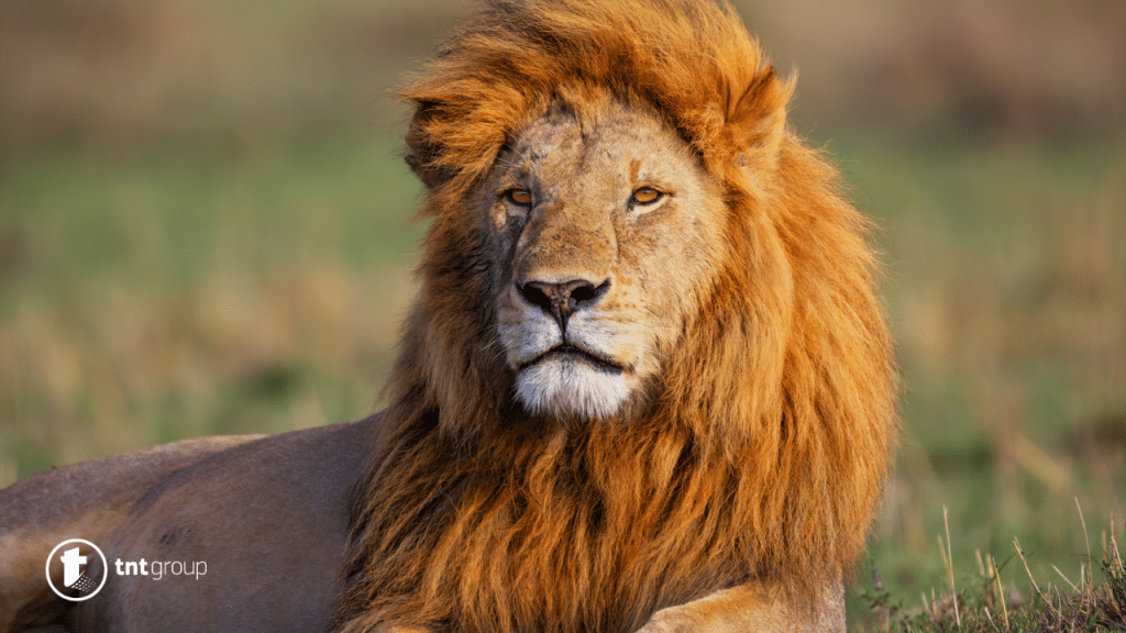 kako lavovi formiraju grivu?